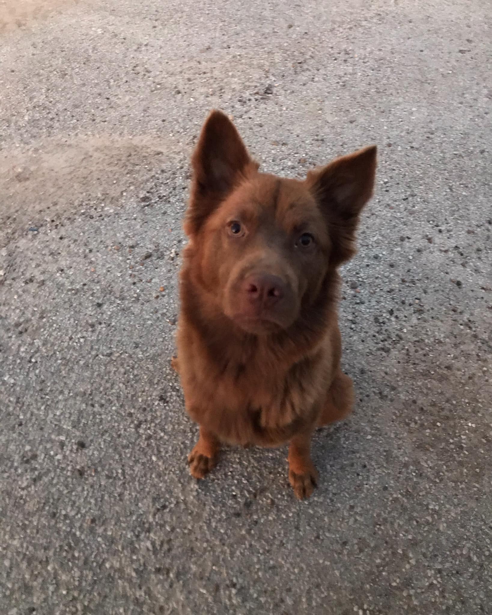 brown dog looking up