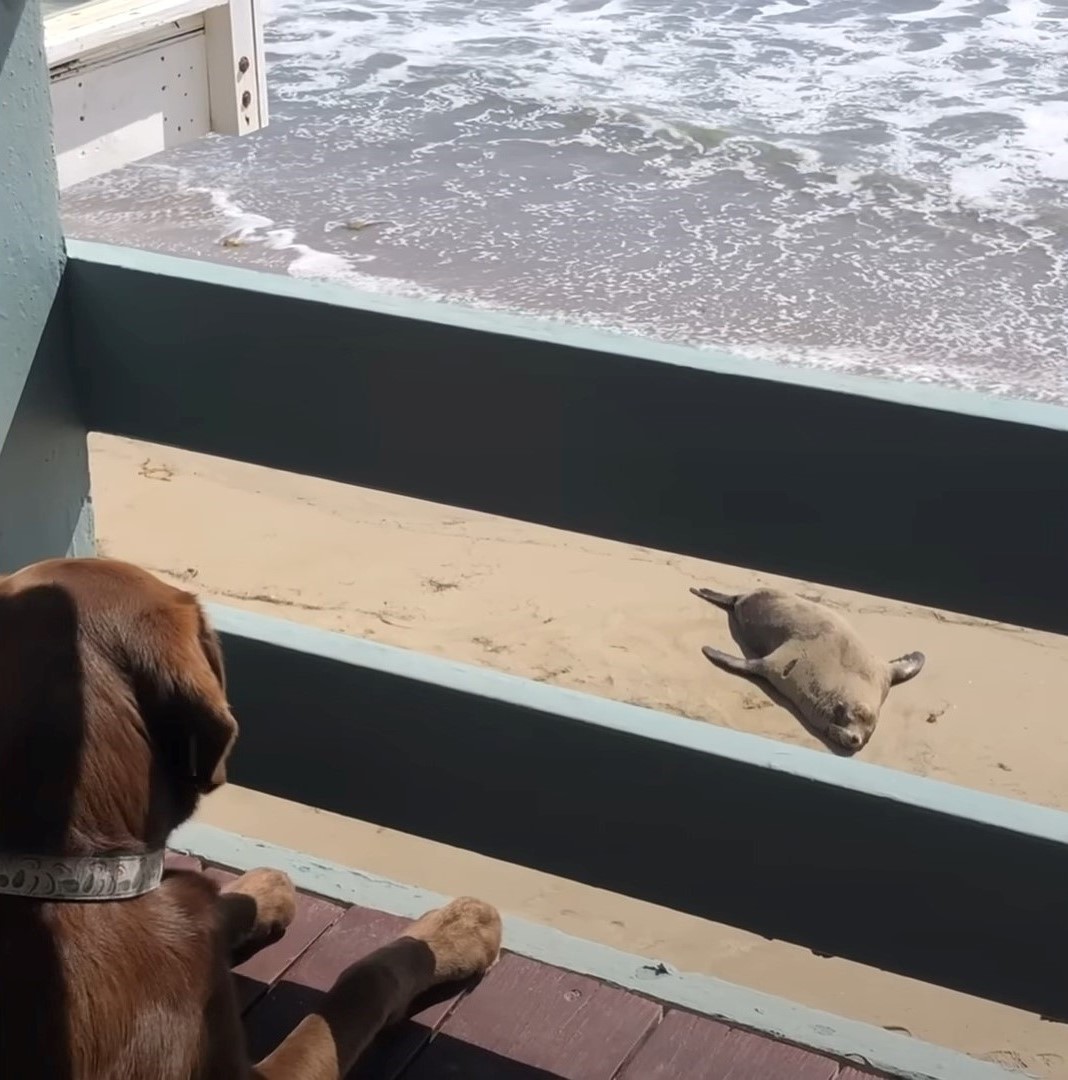 brown dog looks at sea lion