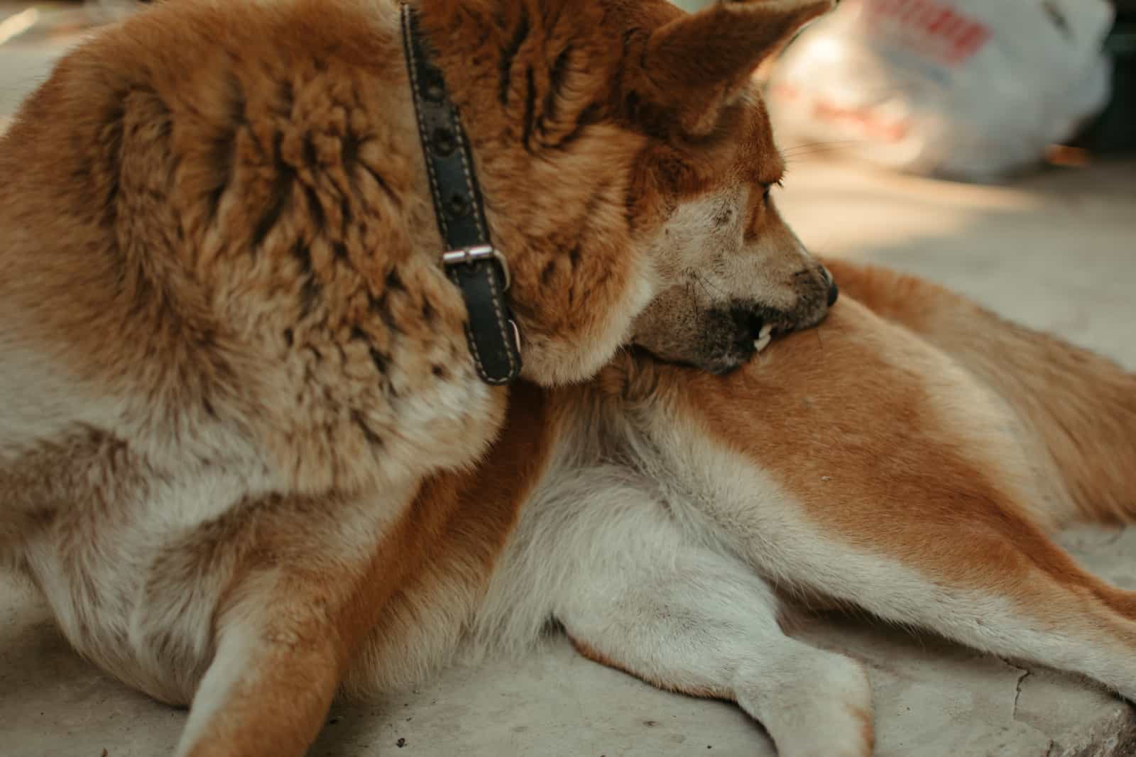 Brown dog lying on the ground and licks his paws