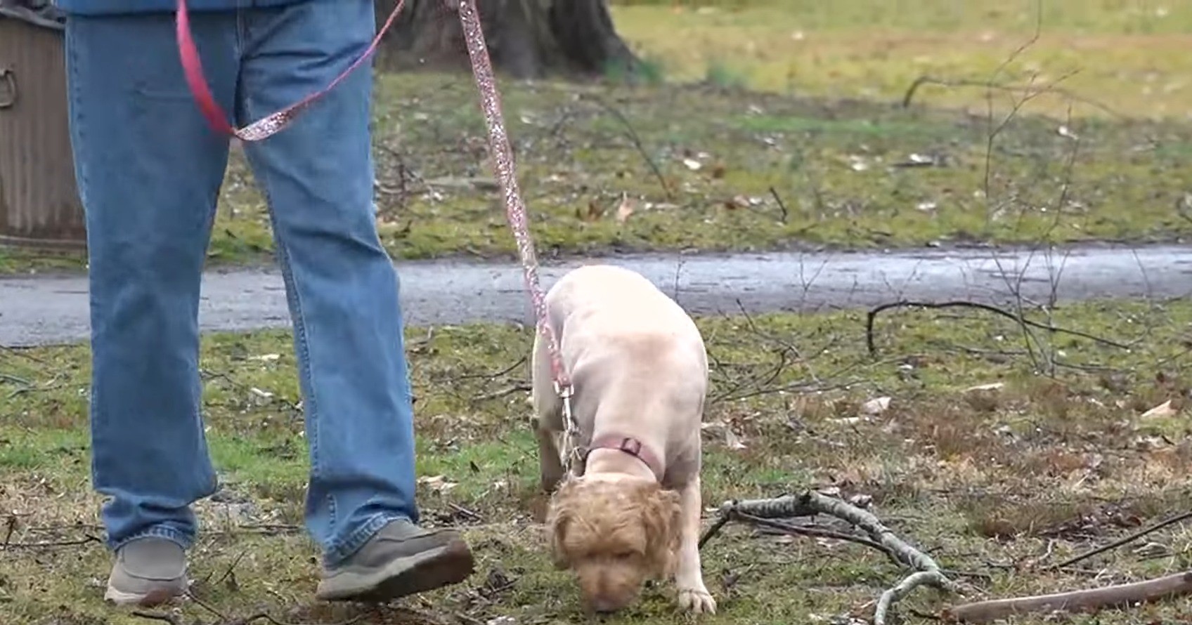 brown dog on a leash