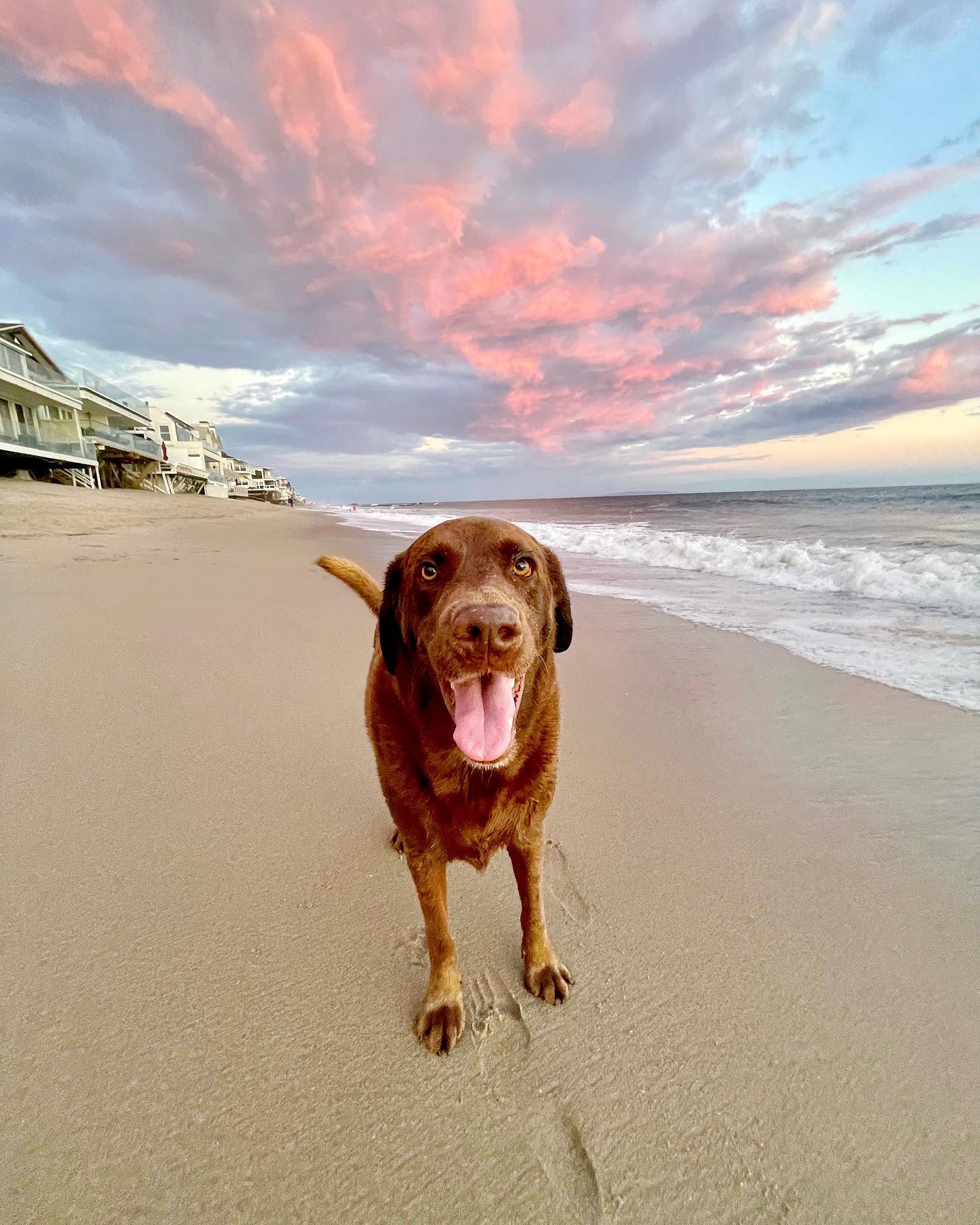 brown dog on the beach at sunset