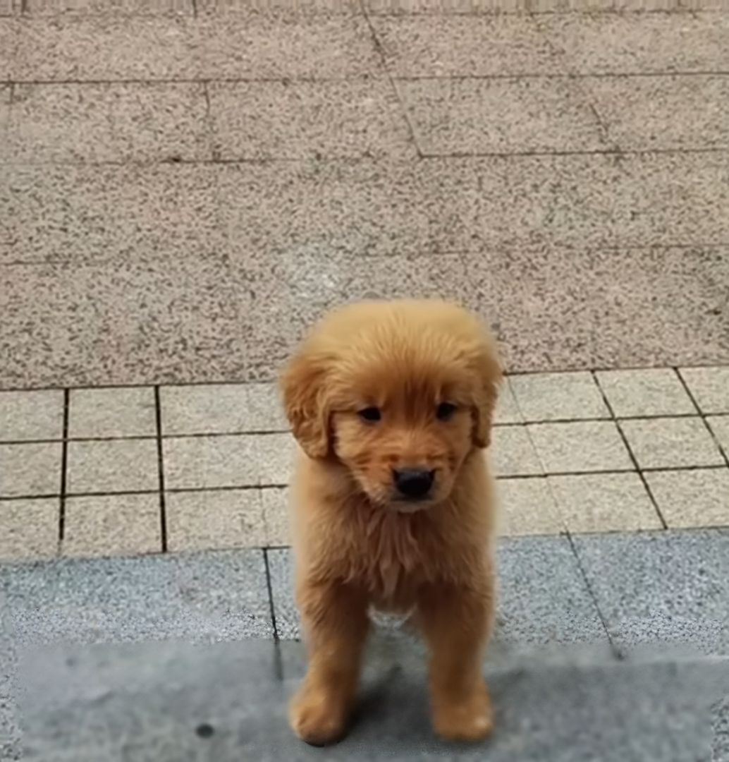 brown dog on tiles