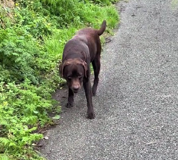 brown dog outdoor