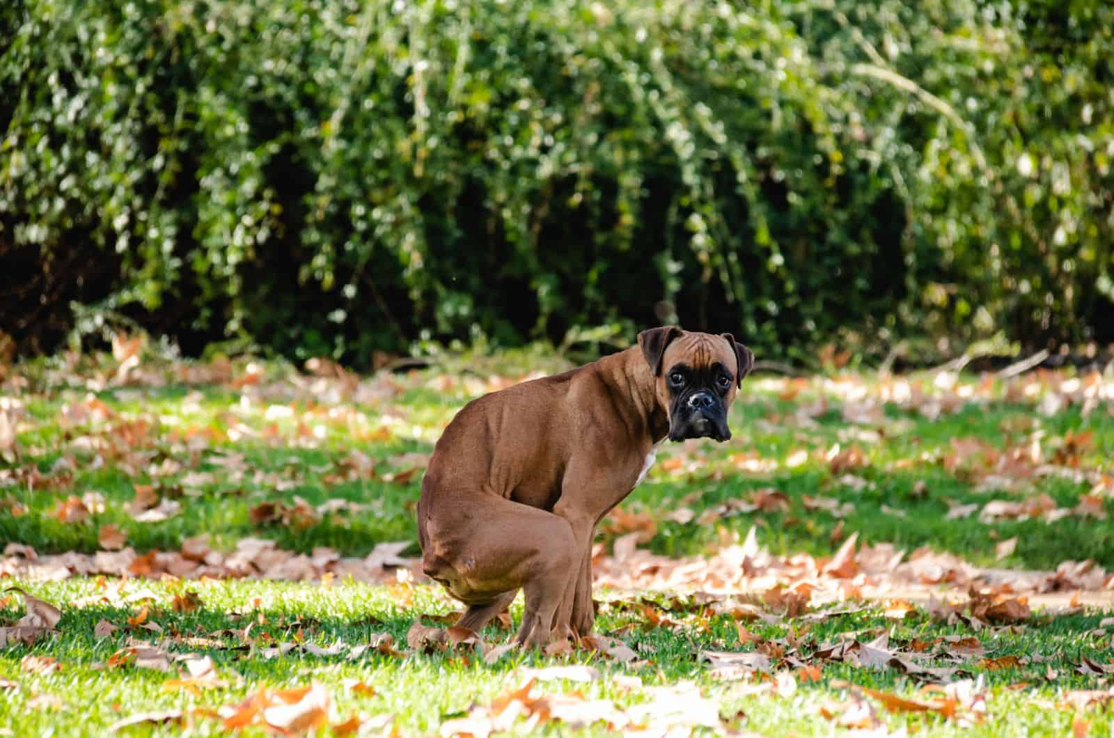 brown dog pooping