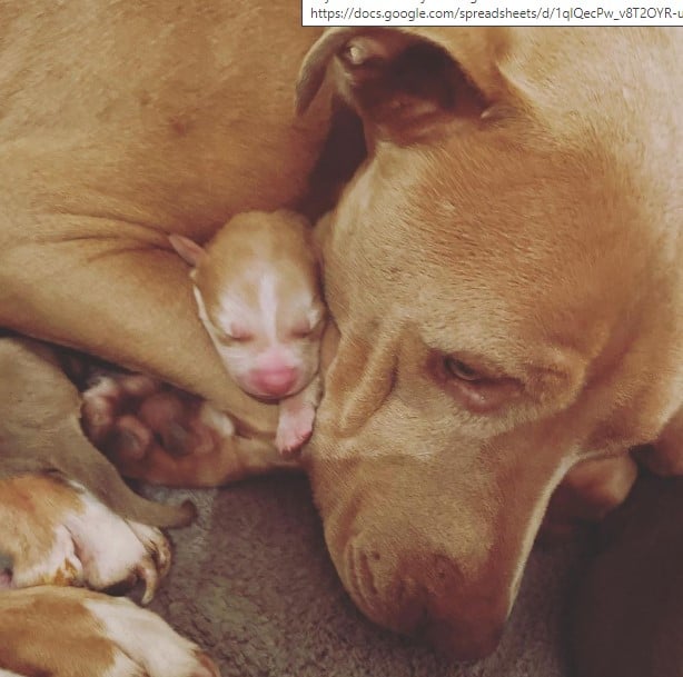 brown dog puppies in arms