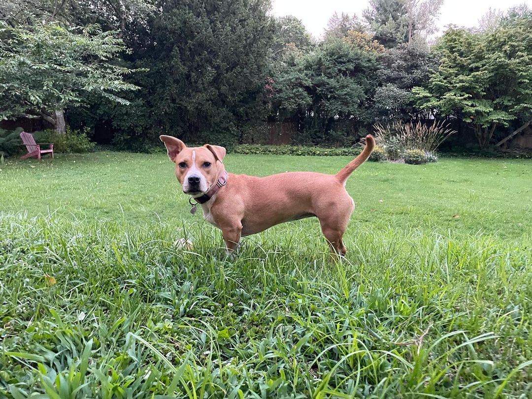 brown dog standing on the grass