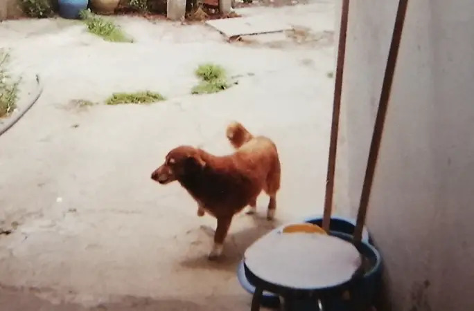 brown dog standing outside