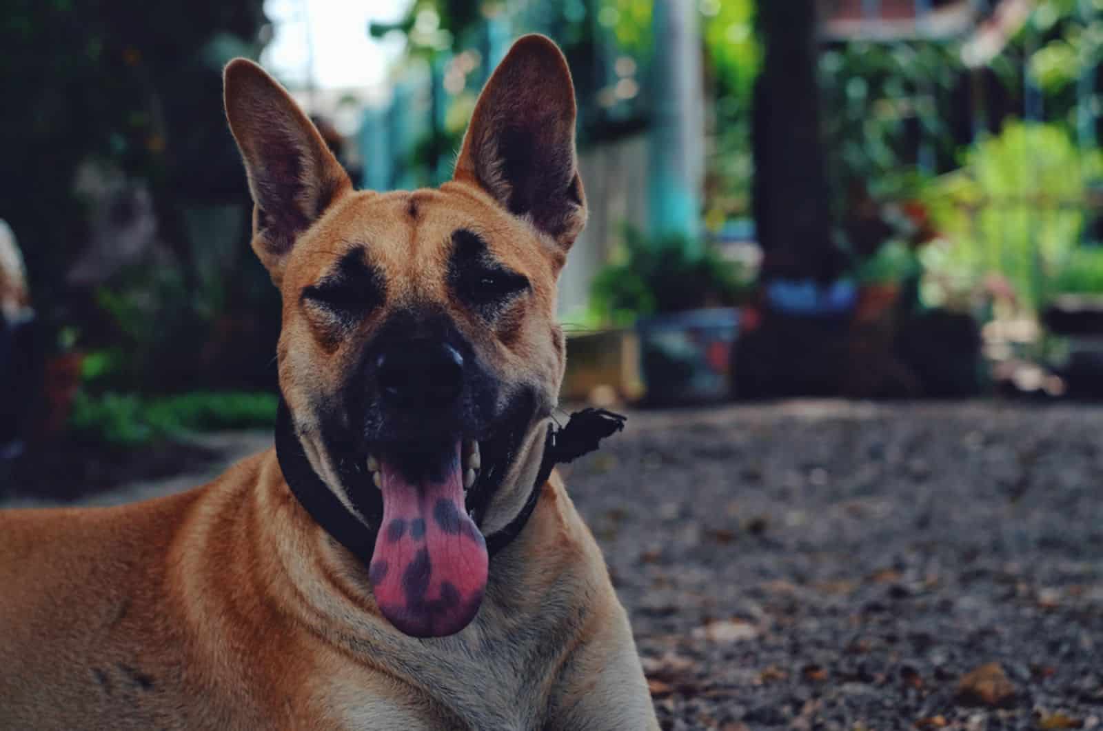 brown dog with black spot on tongue lying on the ground