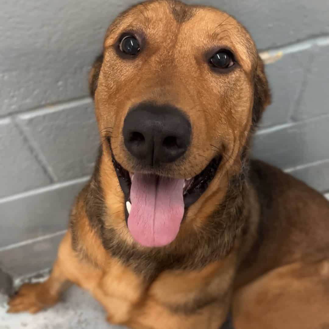 brown dog with tongue out