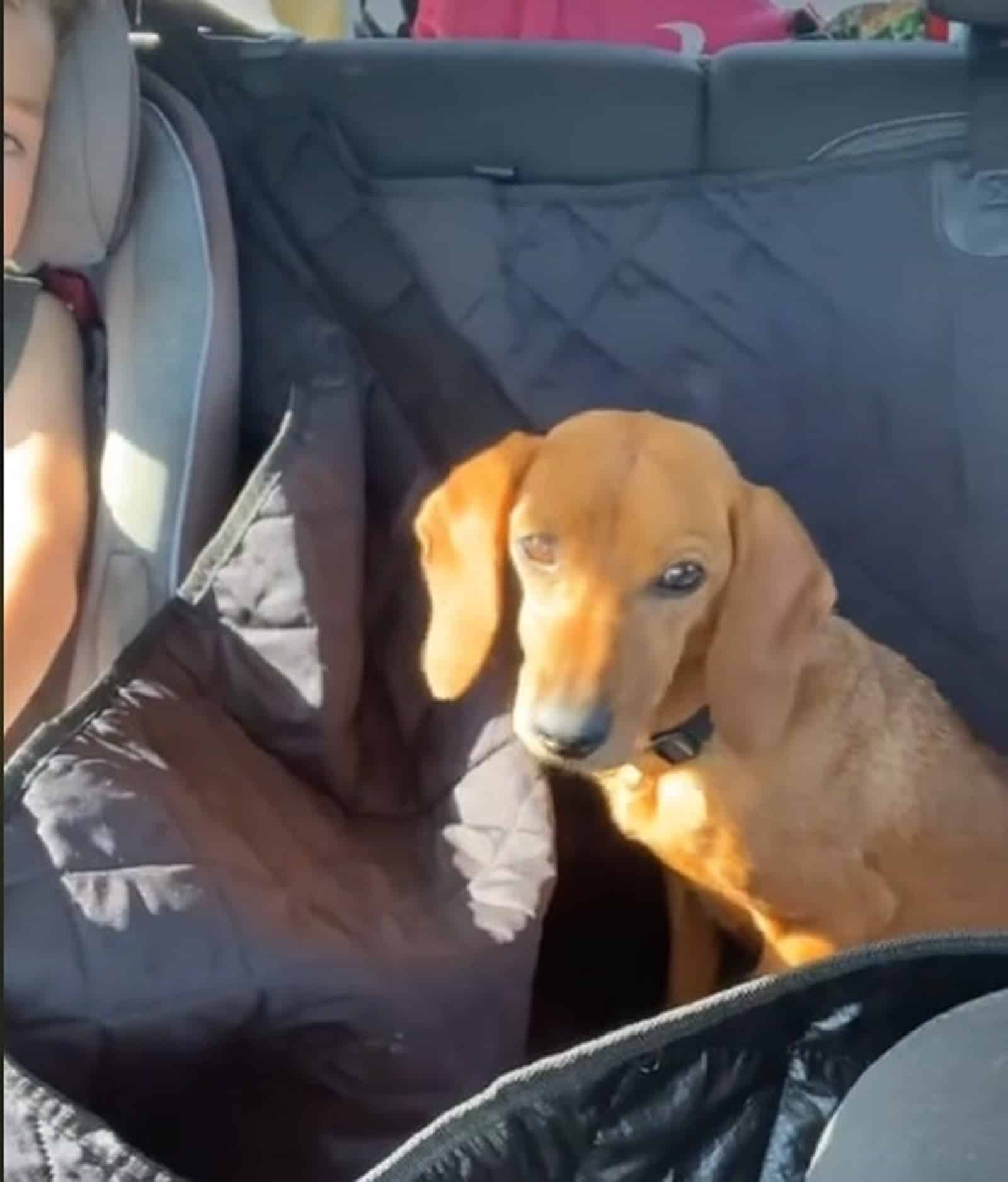 brown dog sitting in the car