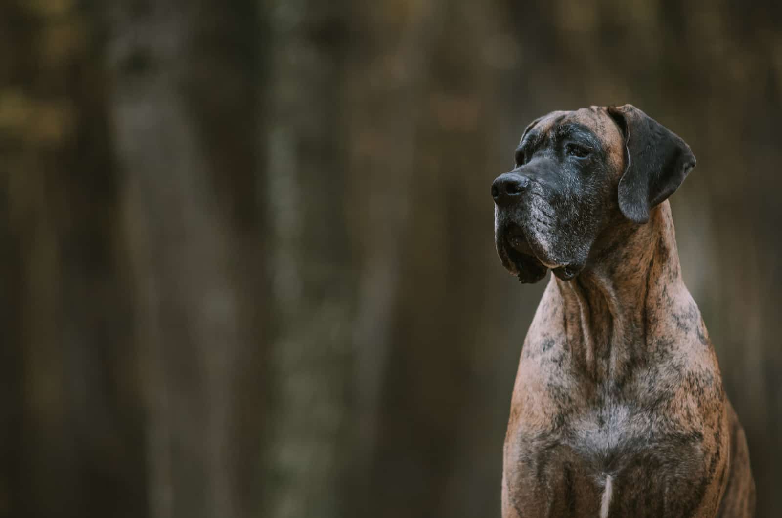 brown great dane in woods