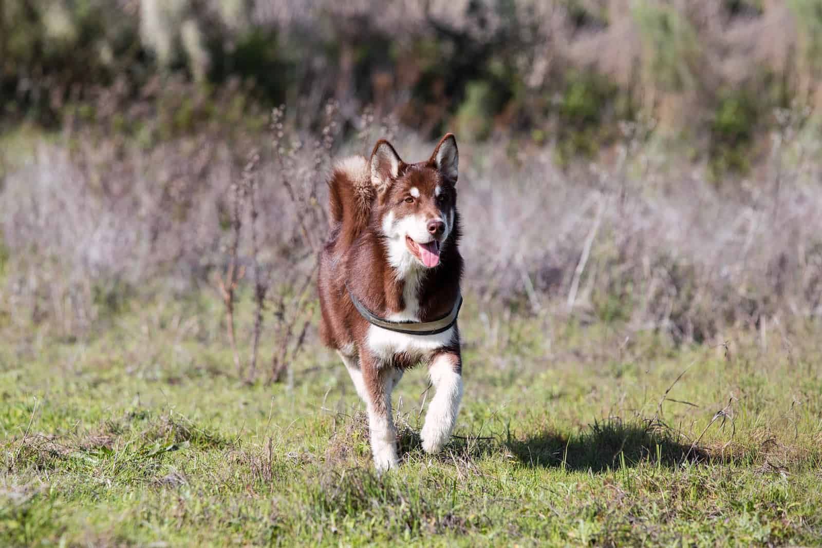 Brown Husky – All About This Gorgeous Siberian Husky Color