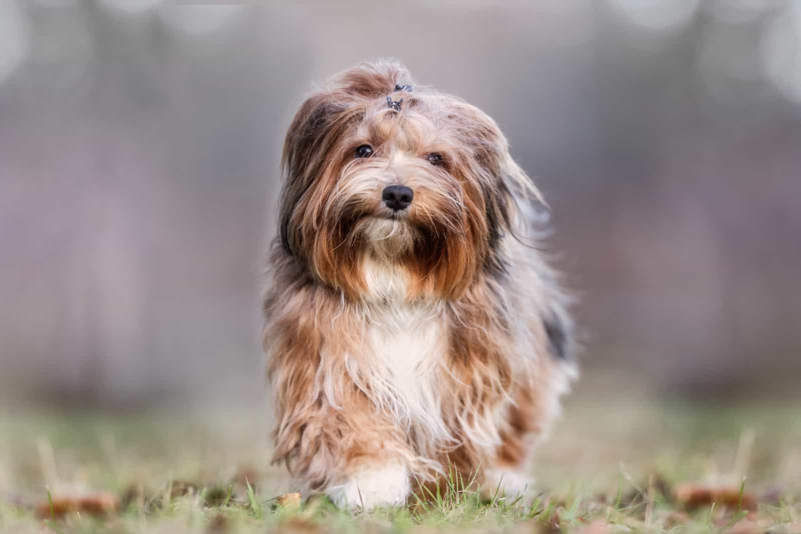 brown maltese dog walking