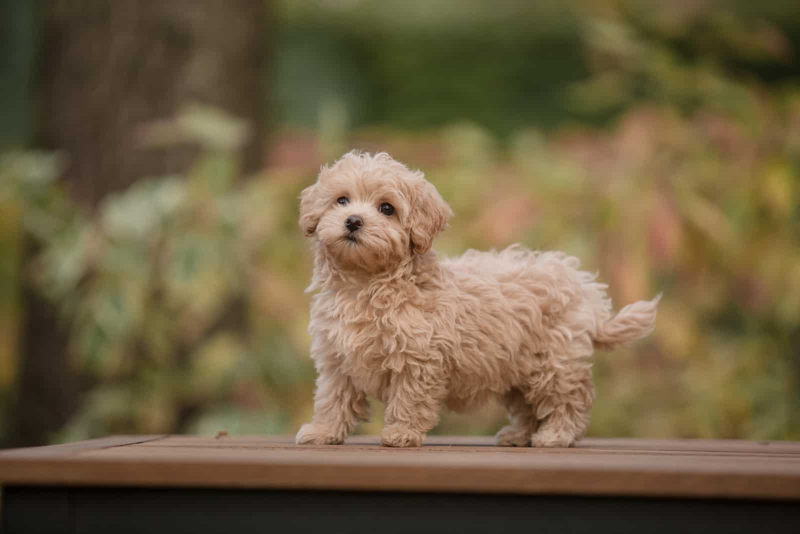 brown maltipoo dog