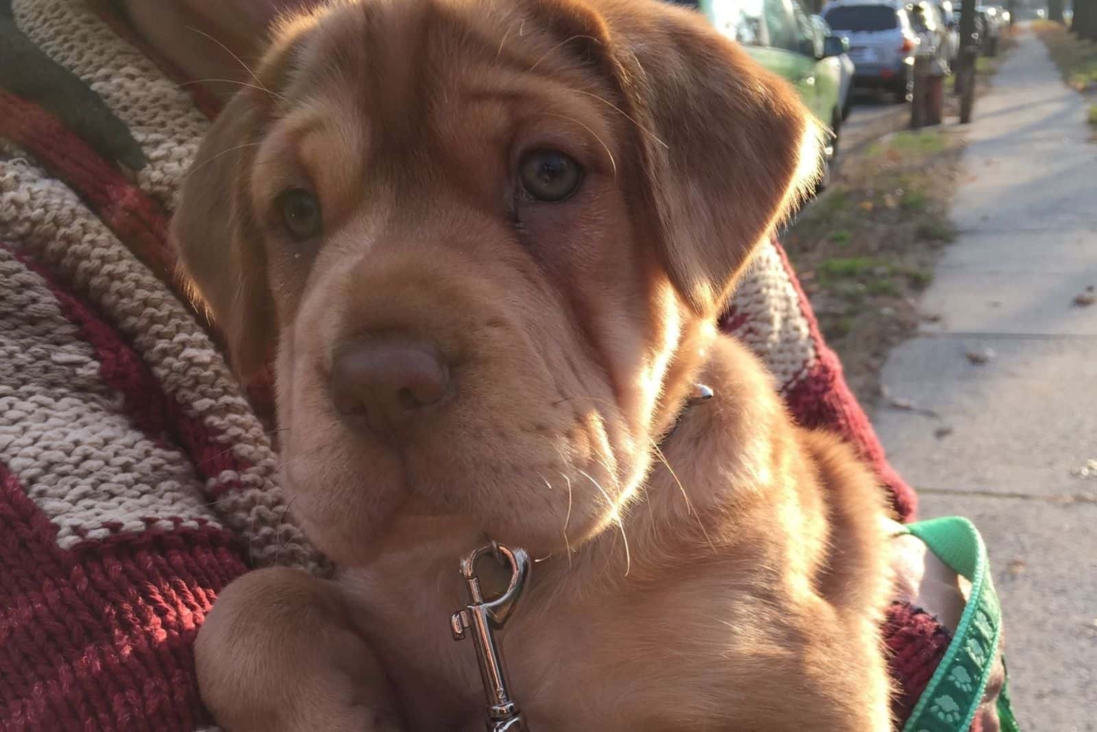 brown mini hippo puppy