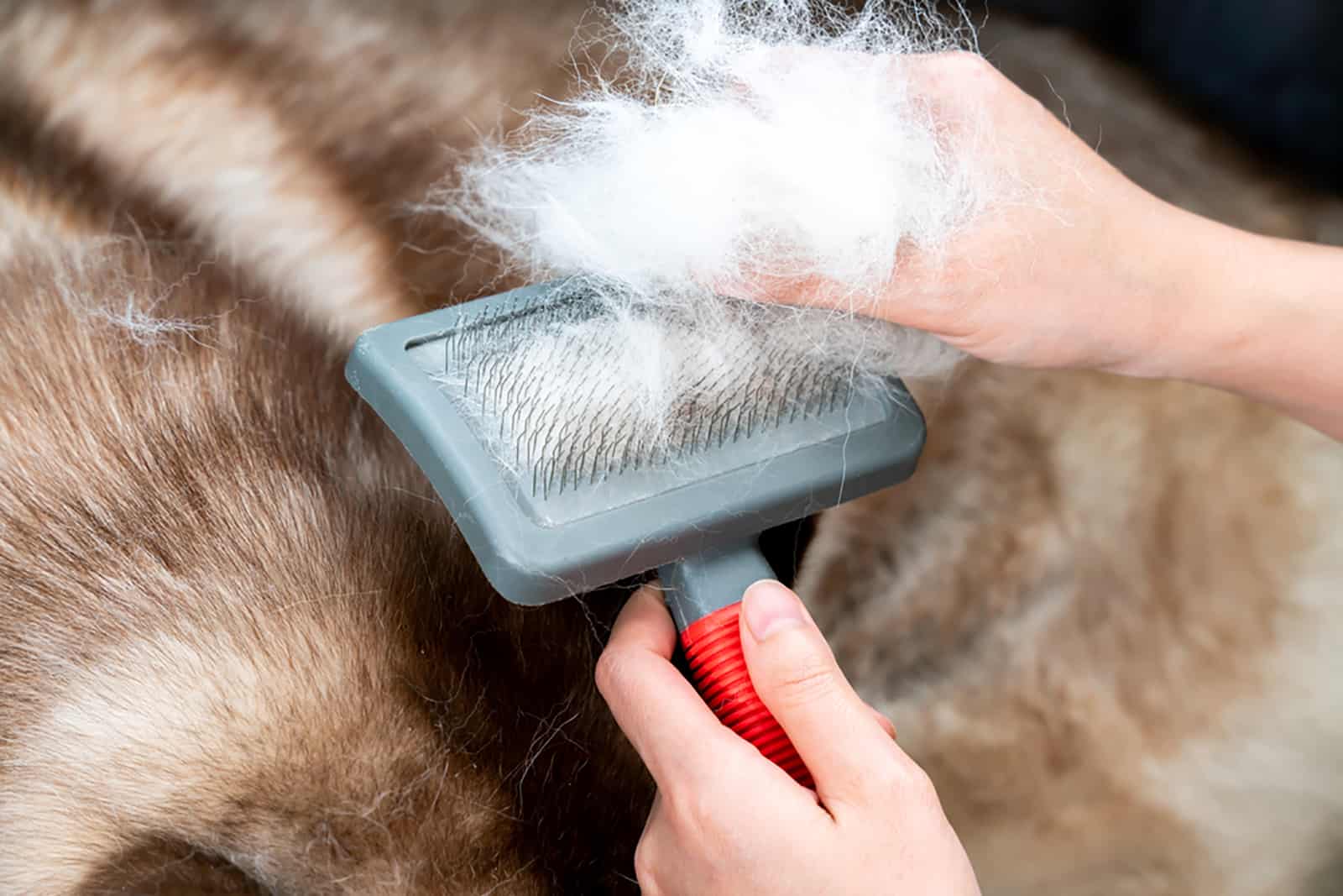 brown mini husky shedding and his master holding brush