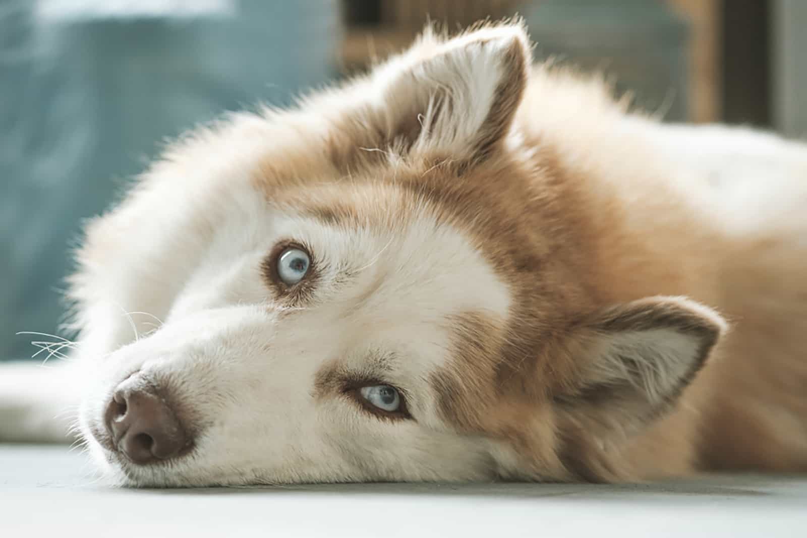 brown mini husky lying on the floor