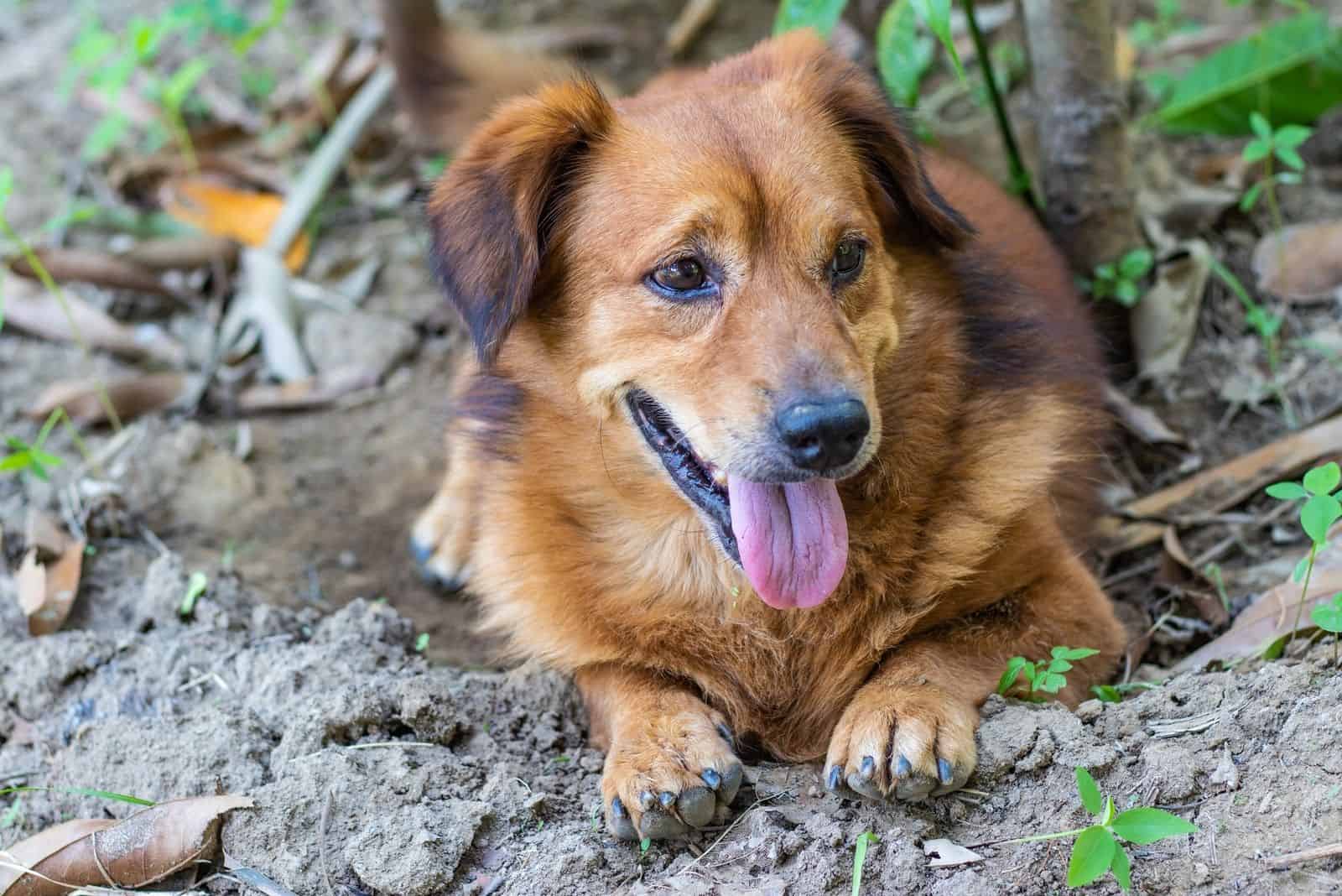 Brown Mixed Corgi dog is resting on the ground and watching the surrounding area