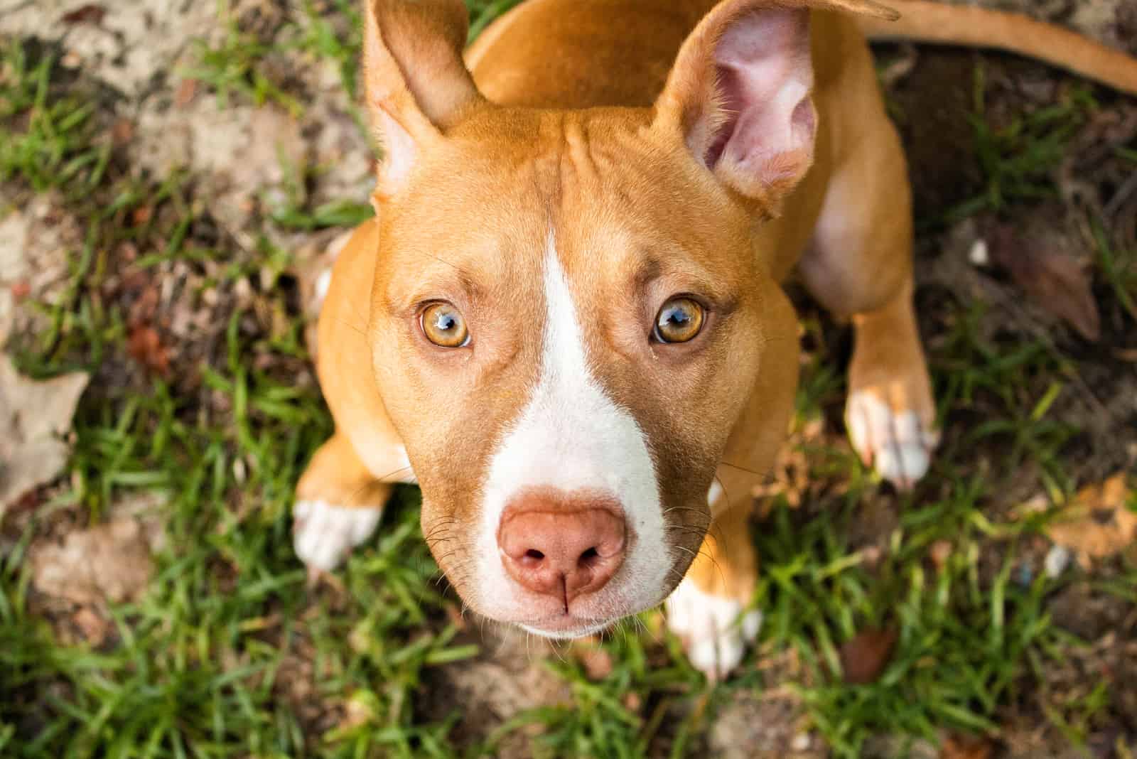 brown pitbull puppy looking up