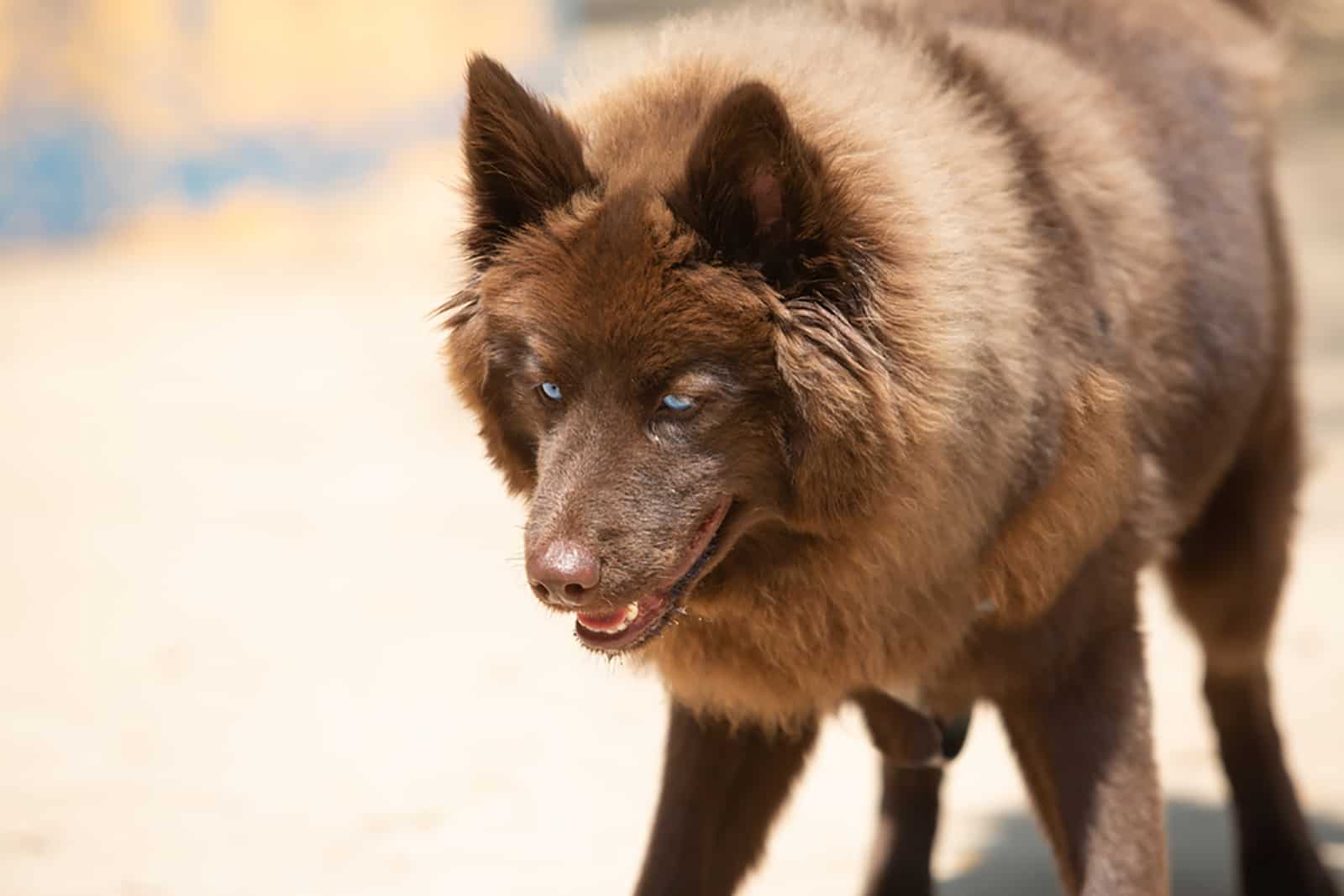 brown pomsky dog with blue eyes