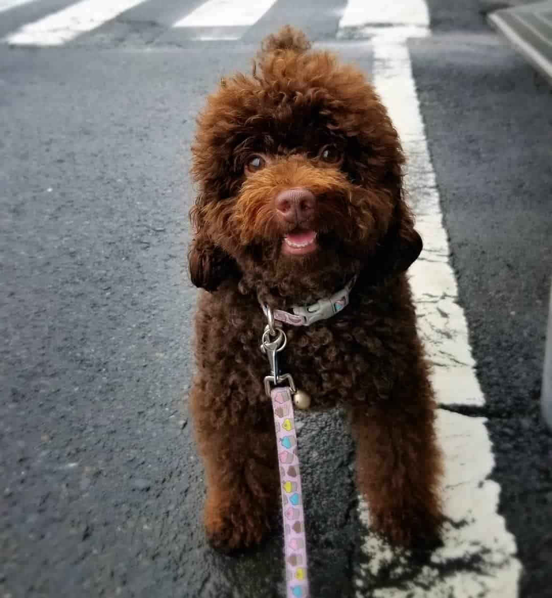 brown poodle