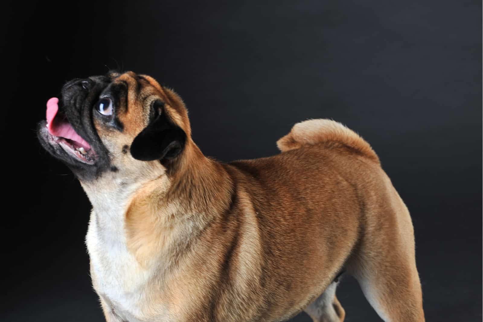 brown pug with black background