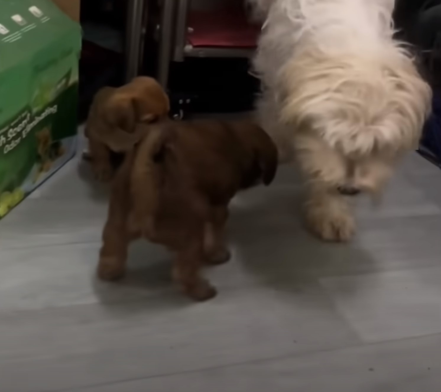 brown puppies and white dog