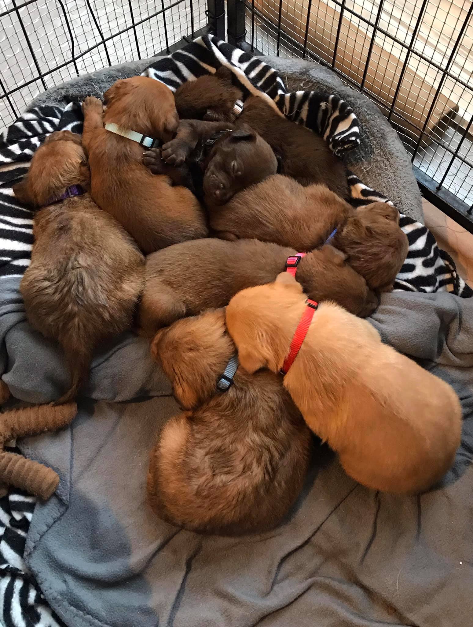 brown puppies in a cage