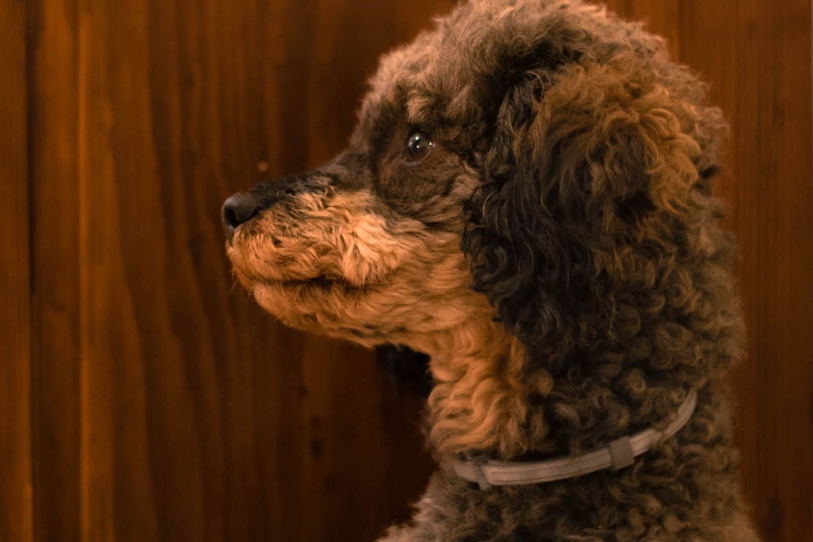 brown sable phantom poodle in sideview