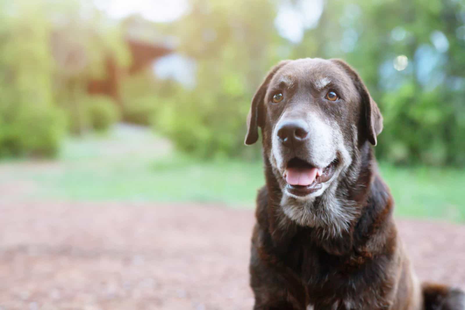 brown senior dog sitting in nature