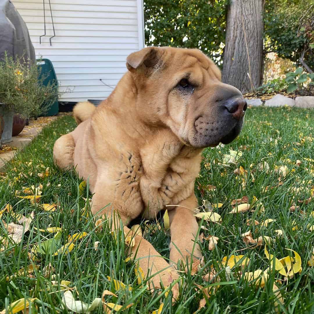 brown shar pei