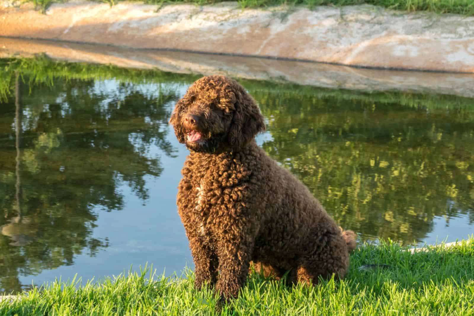 Brown Spanish Water Dog on green grass outdoor