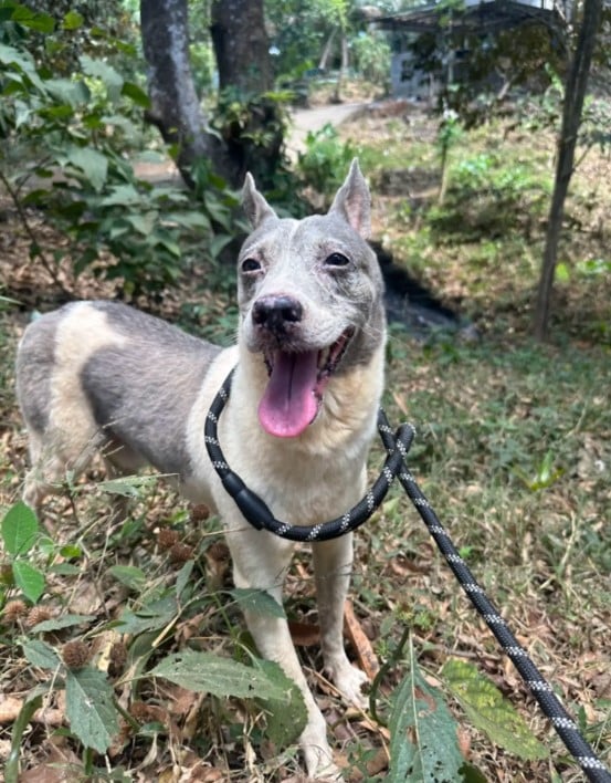 bruno the dog in the woods