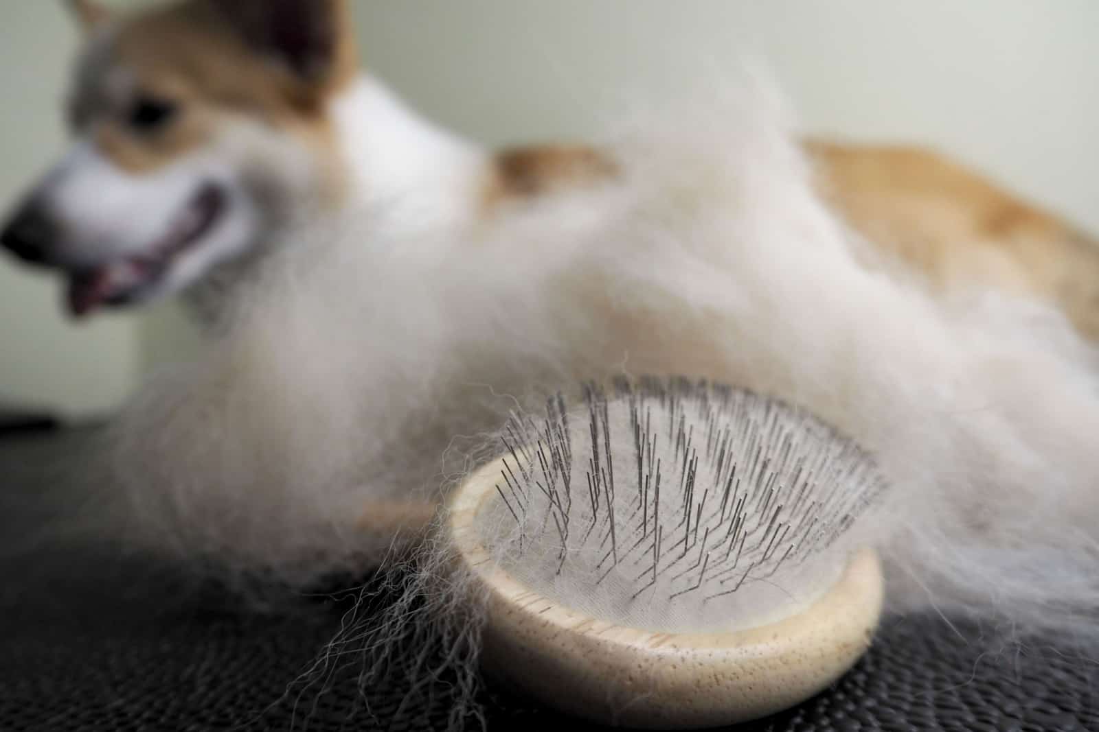 brush filled with corgi shedded hair