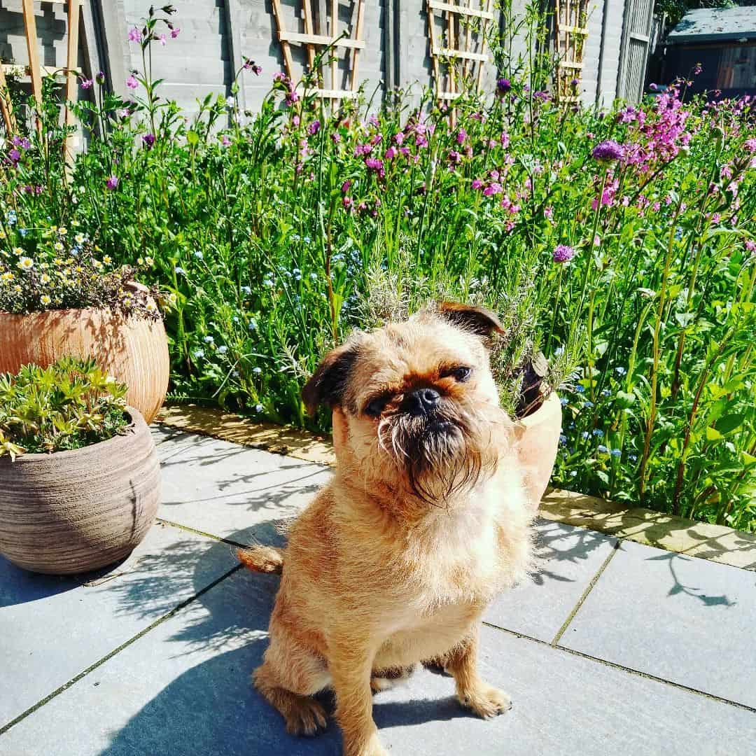 brusself griffon pug mix in the garden