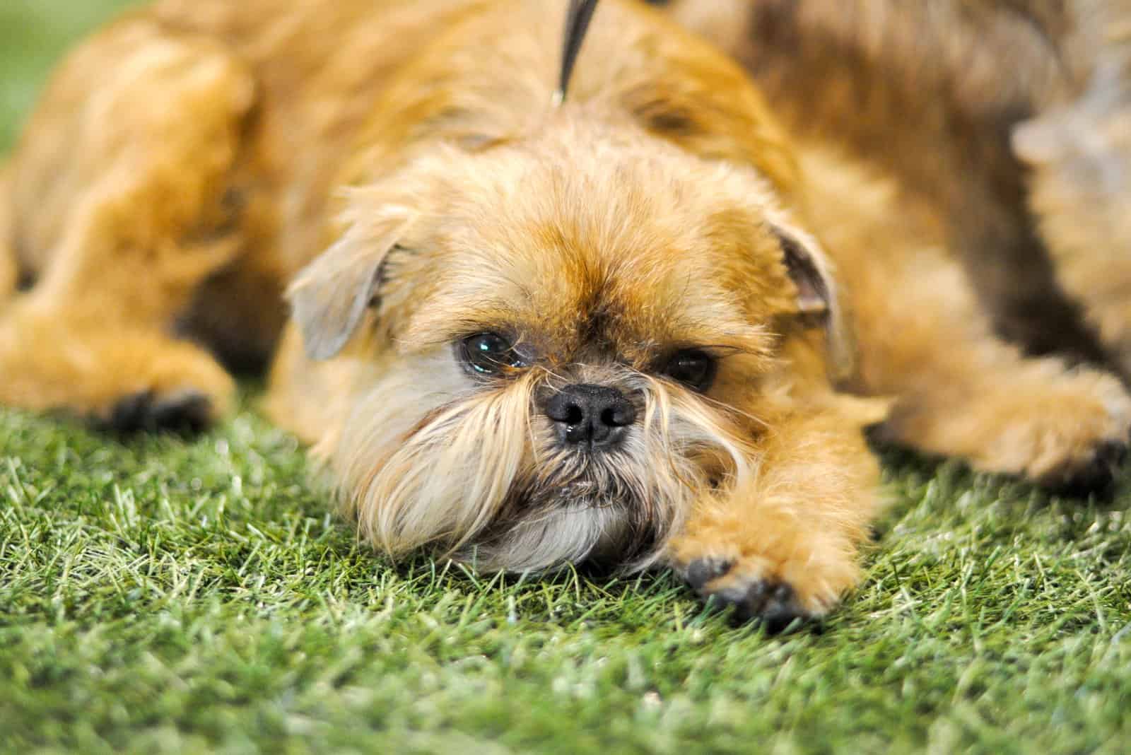 Brussels Griffon dog laying