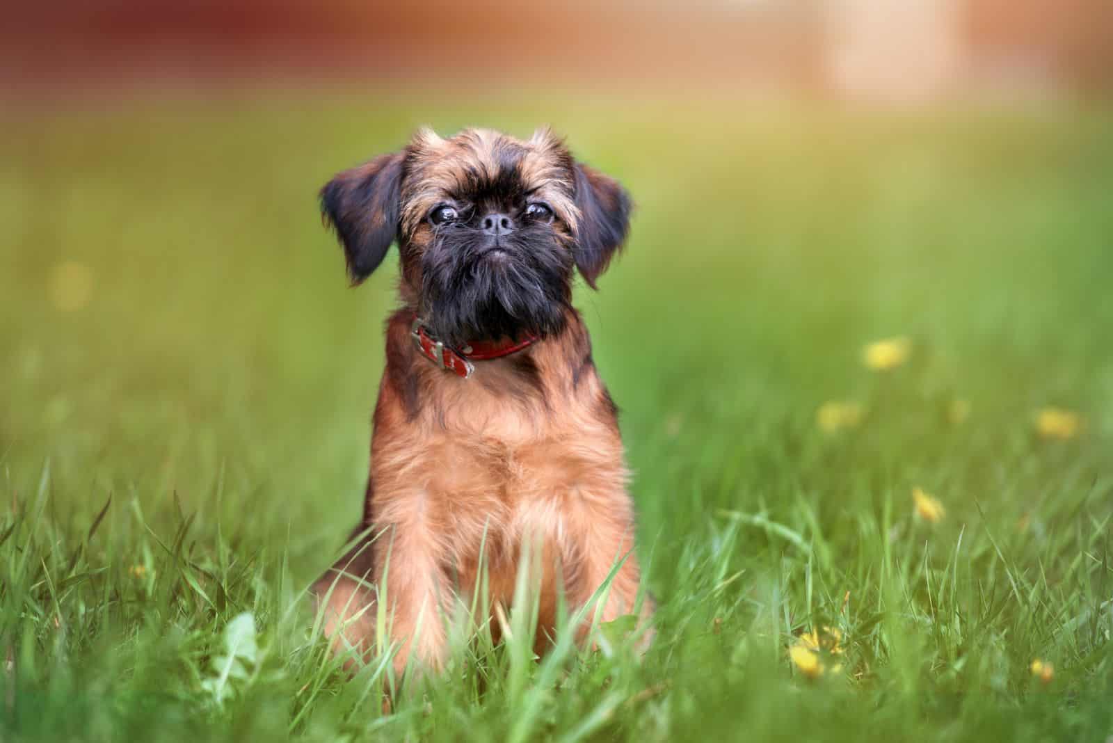 Brussels Griffon sitting in a field