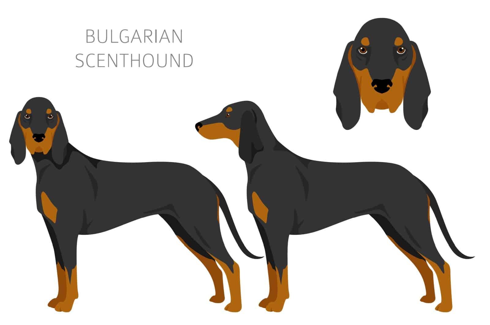 bulgarian scenthound