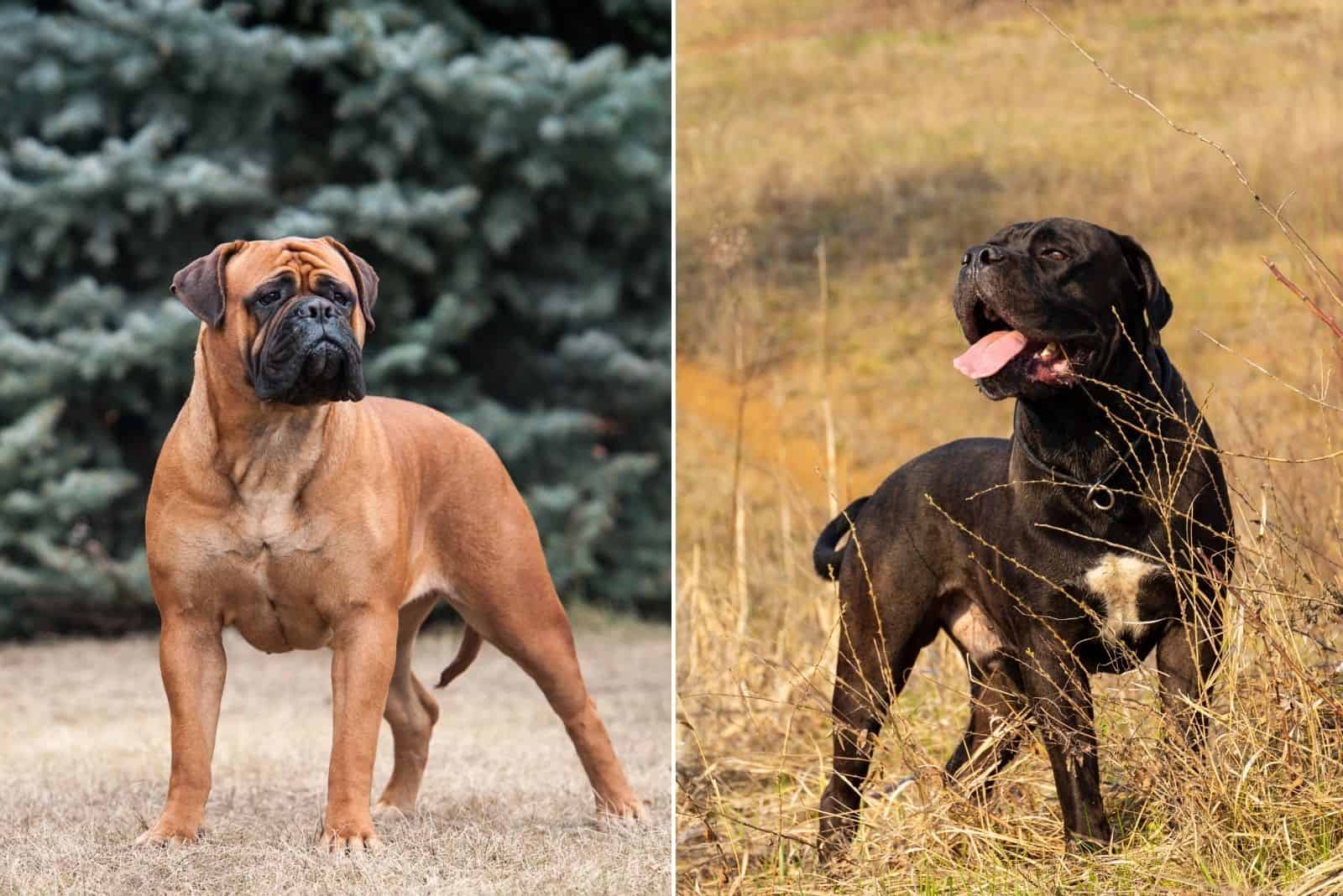 bull mastiff and cane corso