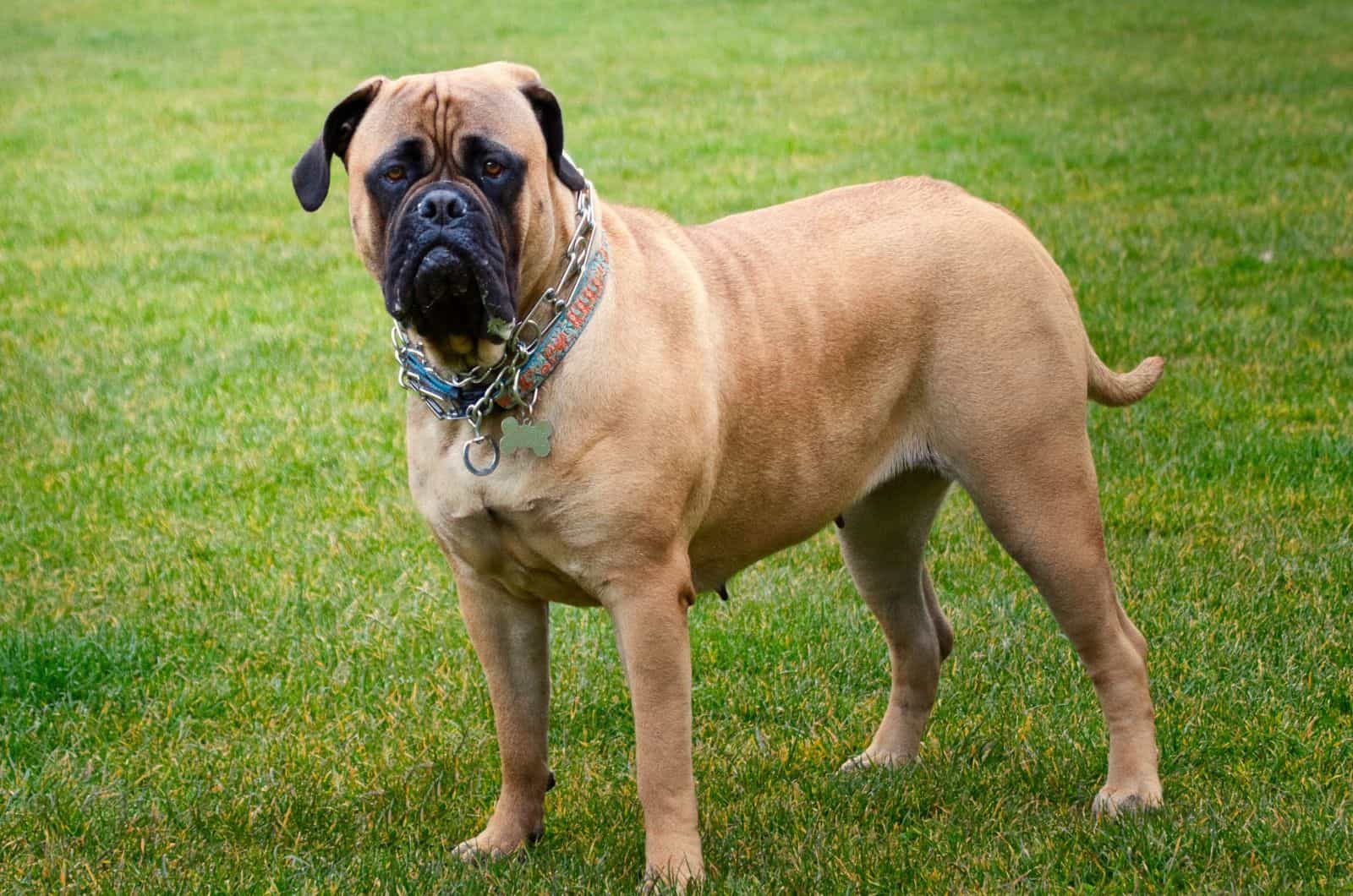 Bull Mastiff on the green grass