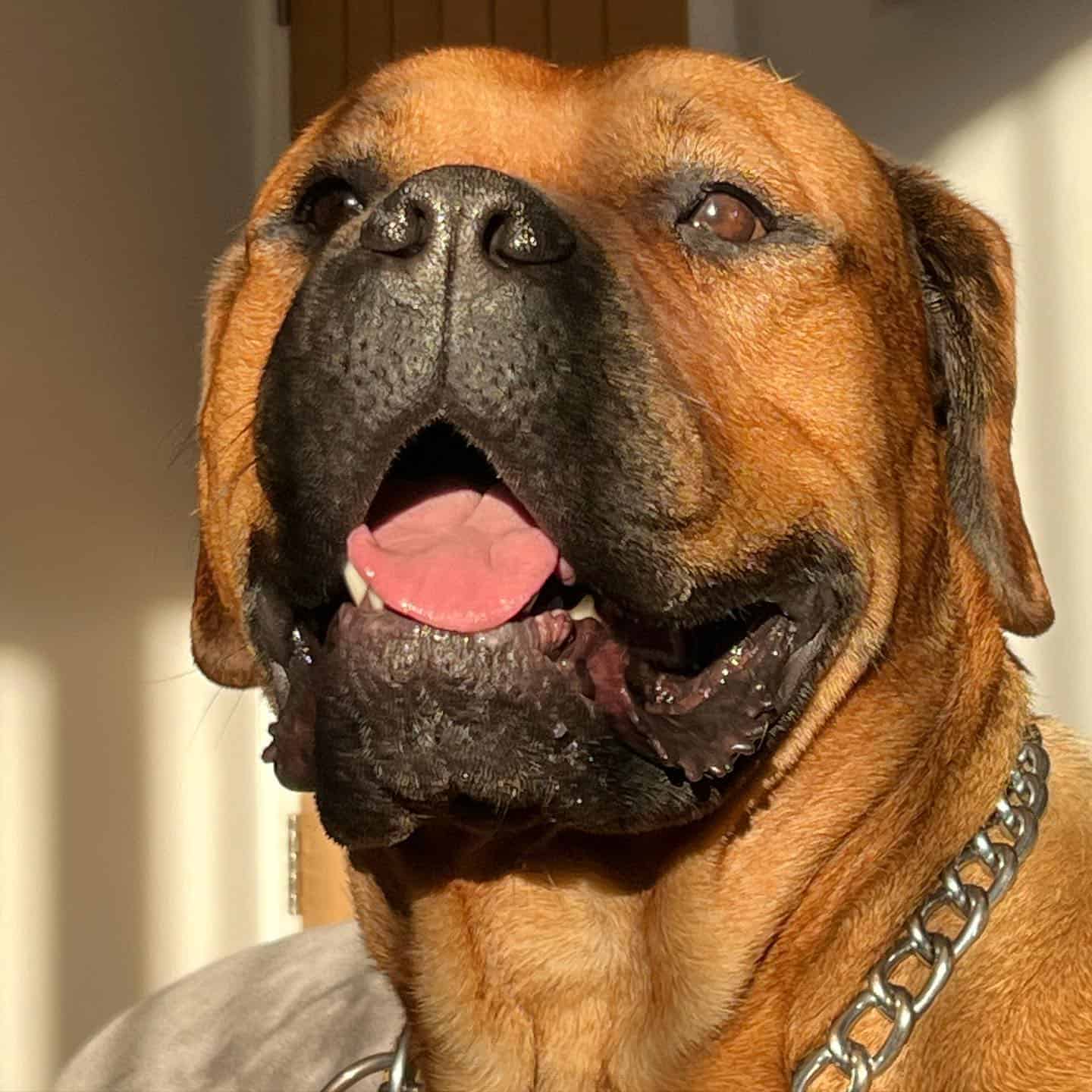 Bull Mastweiler in a sunlight