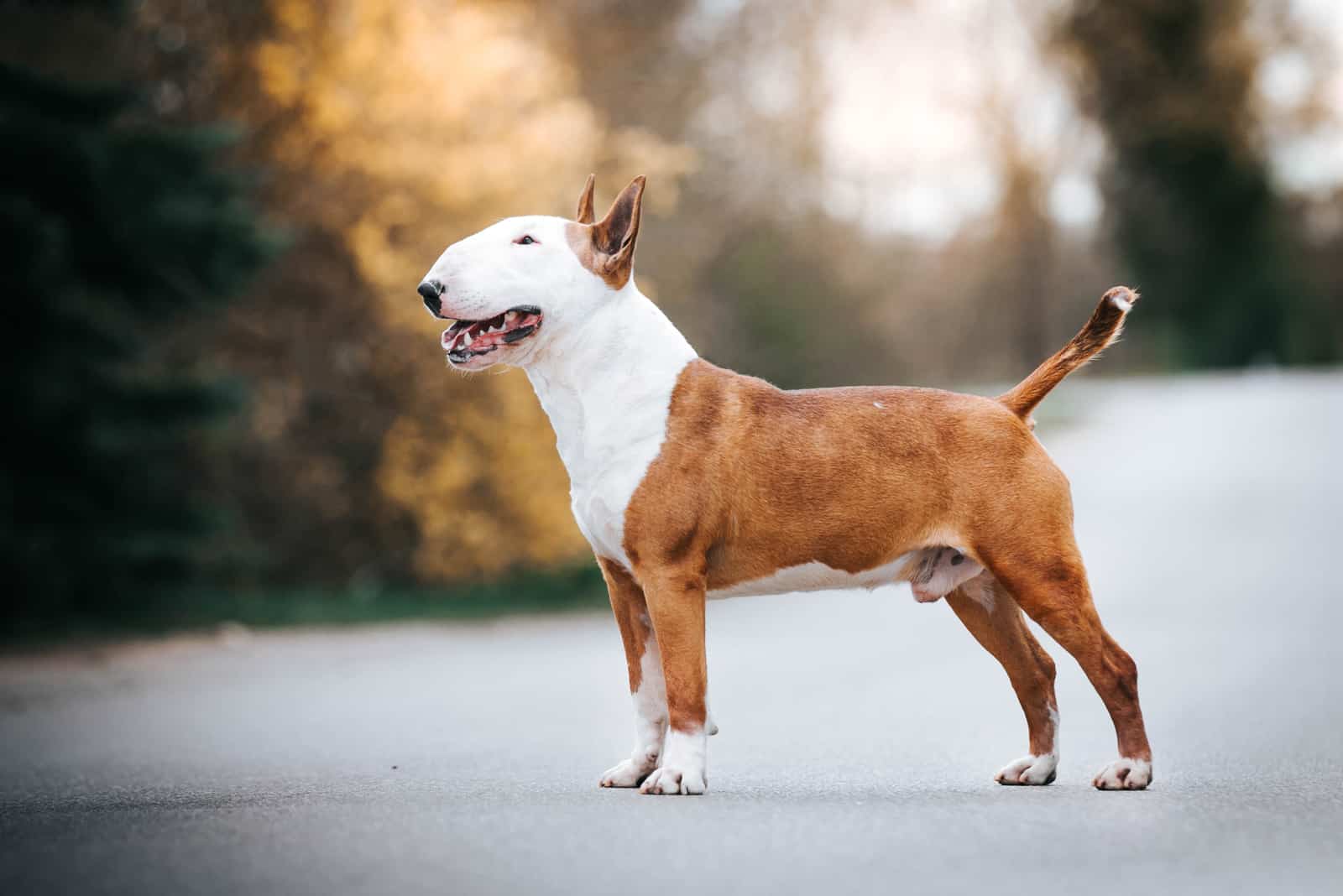 Bull Terrier