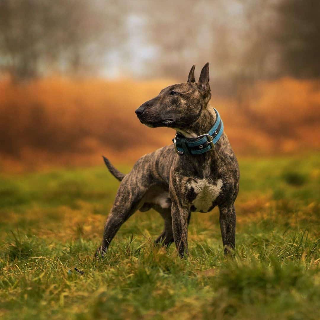 Bull Terrier