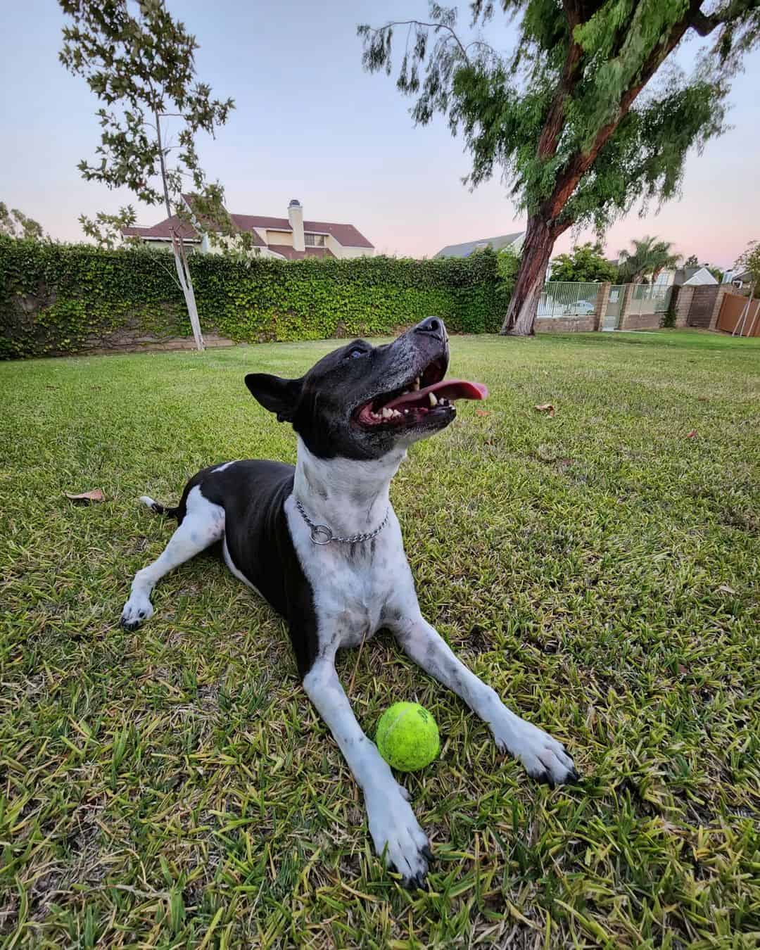 bull terrier pitbull mix playing with ball