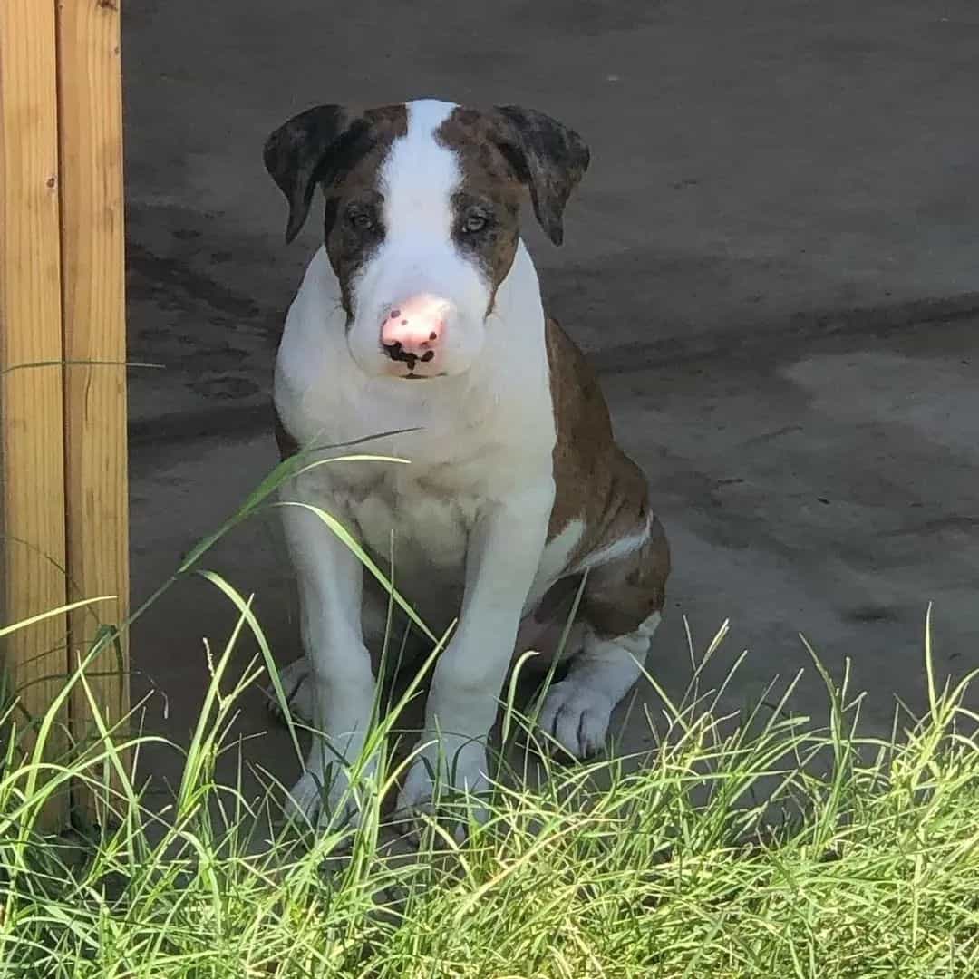 bull terrier pitbull mix puppy