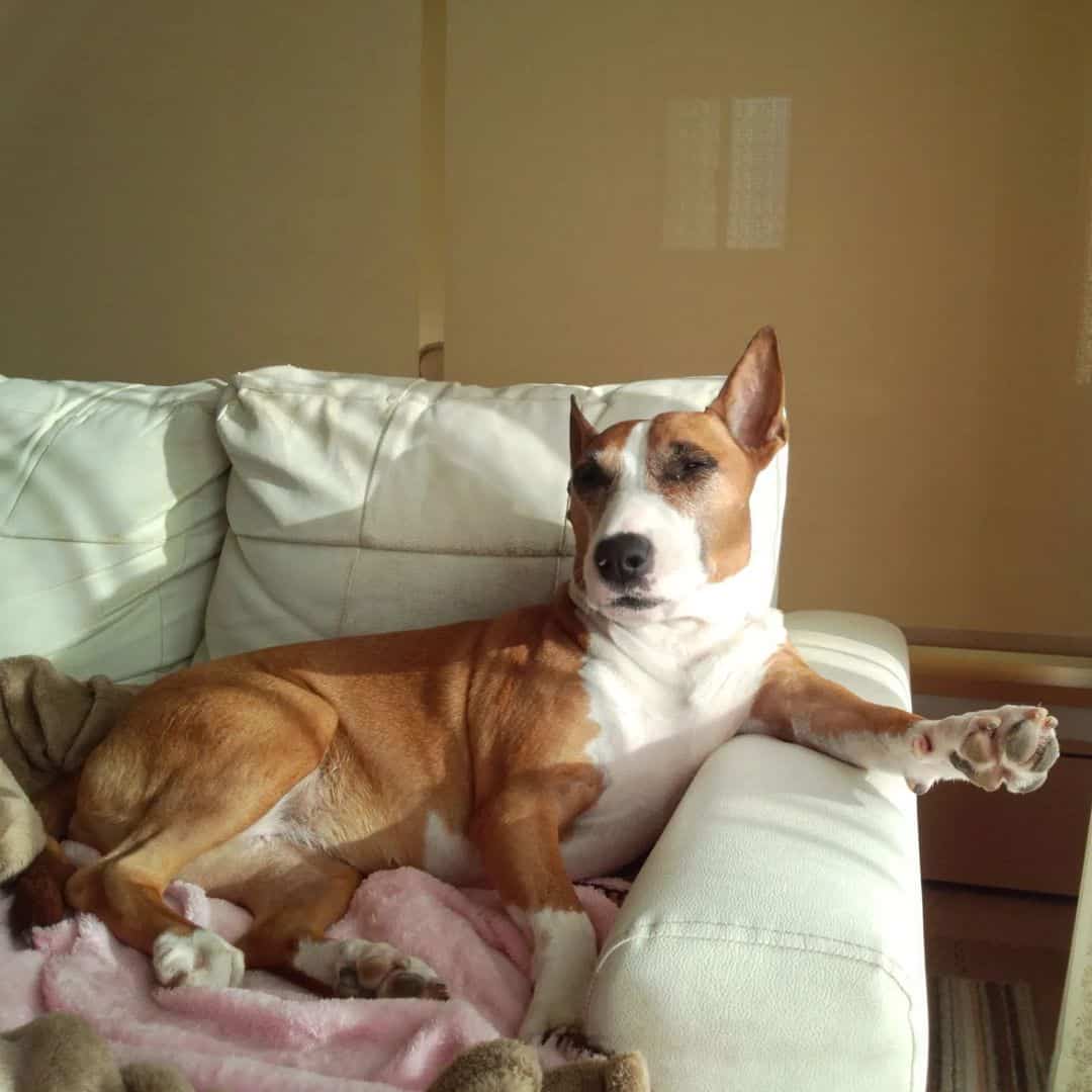 bull terrier pitbull mix resting on couch