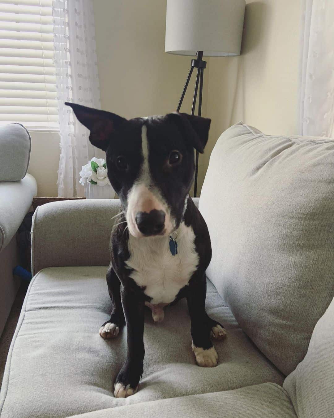 bull terrier pitbull mix sitting on couch