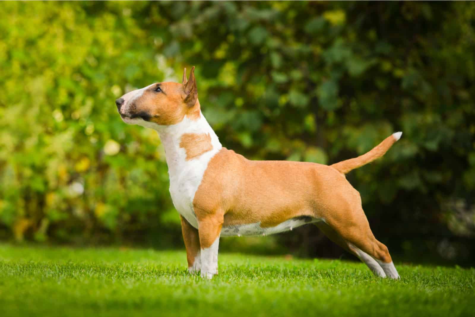 bull terrier posing