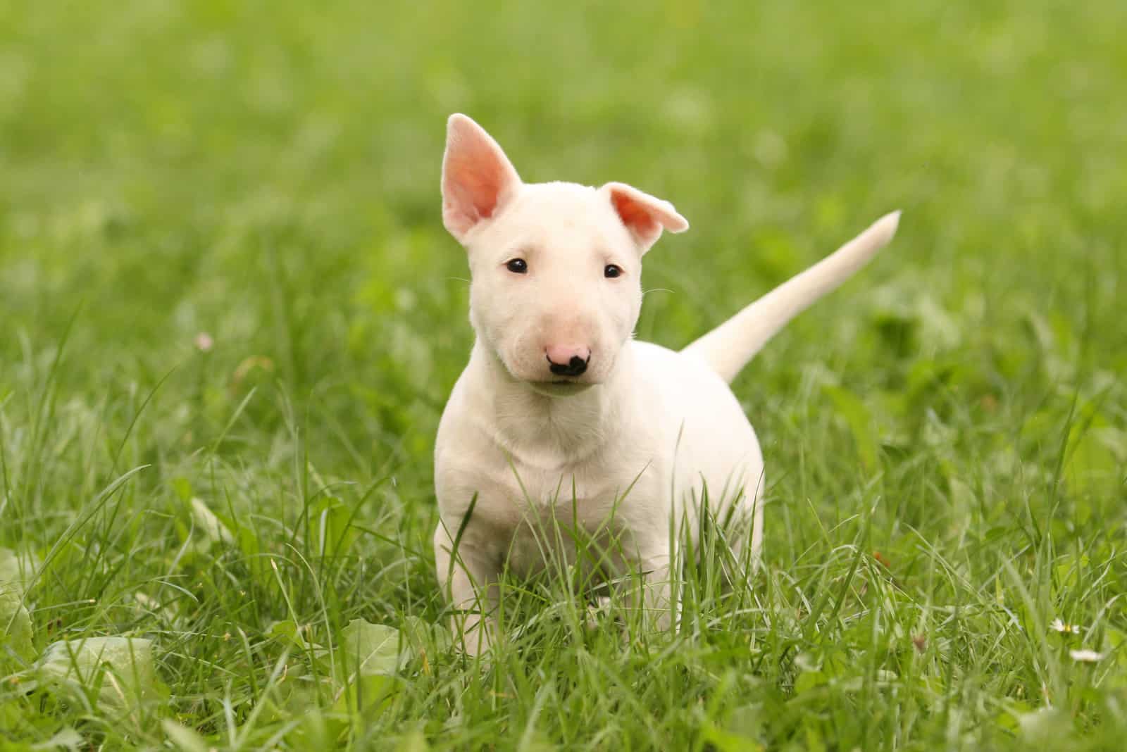 bull terrier puppy