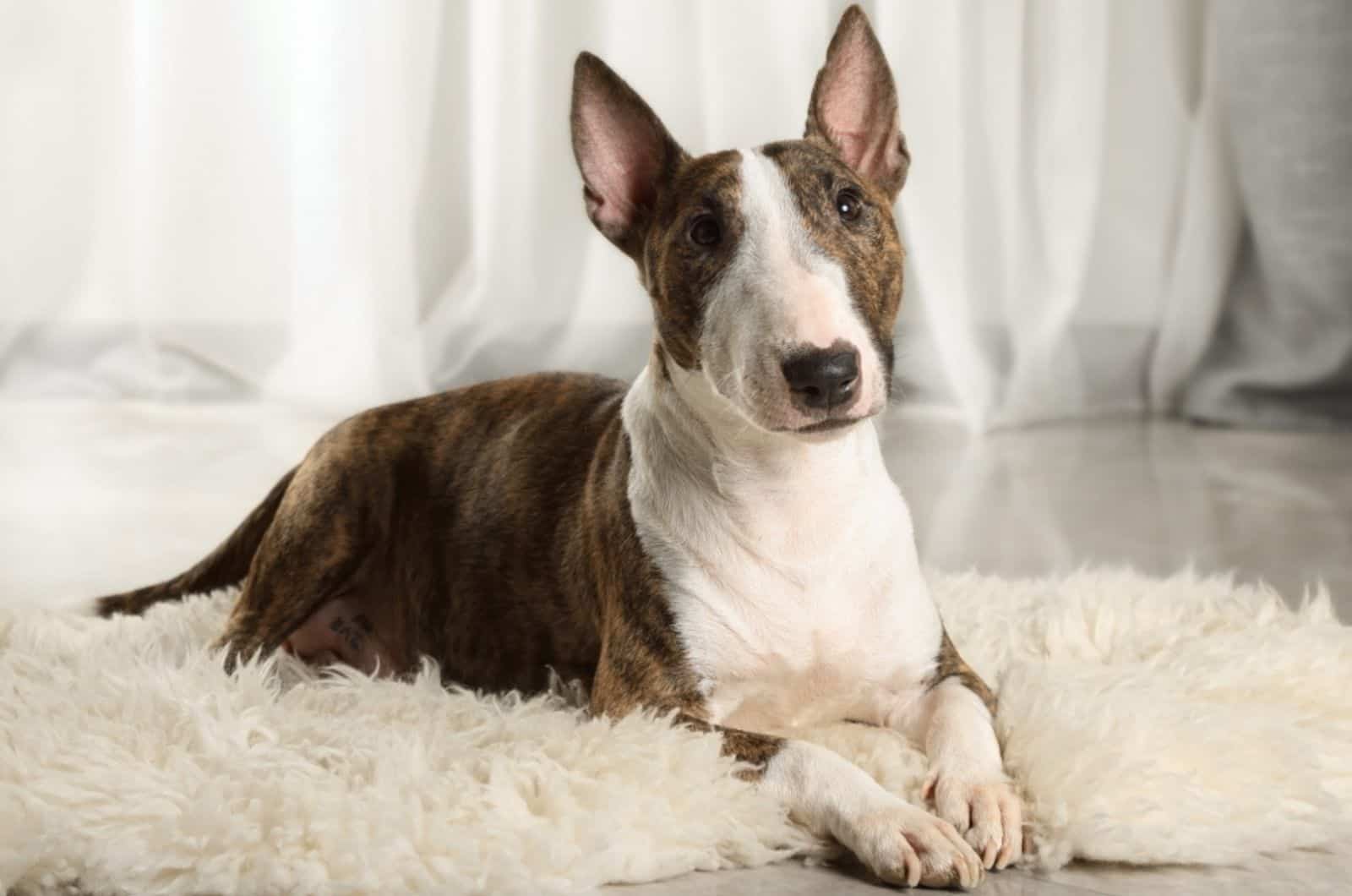 bull terrier lying on the carpet